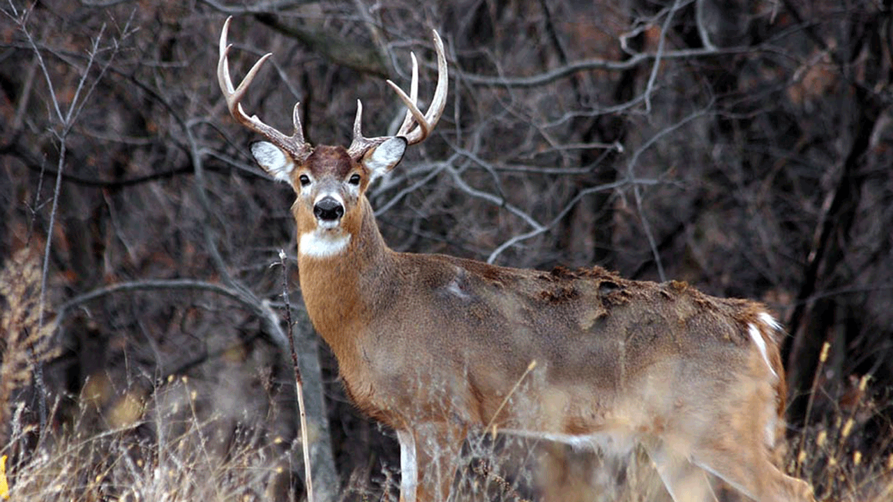 whitetail buck looking