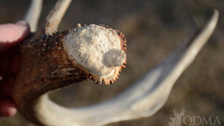 Antler Traps: Should You Use Them?