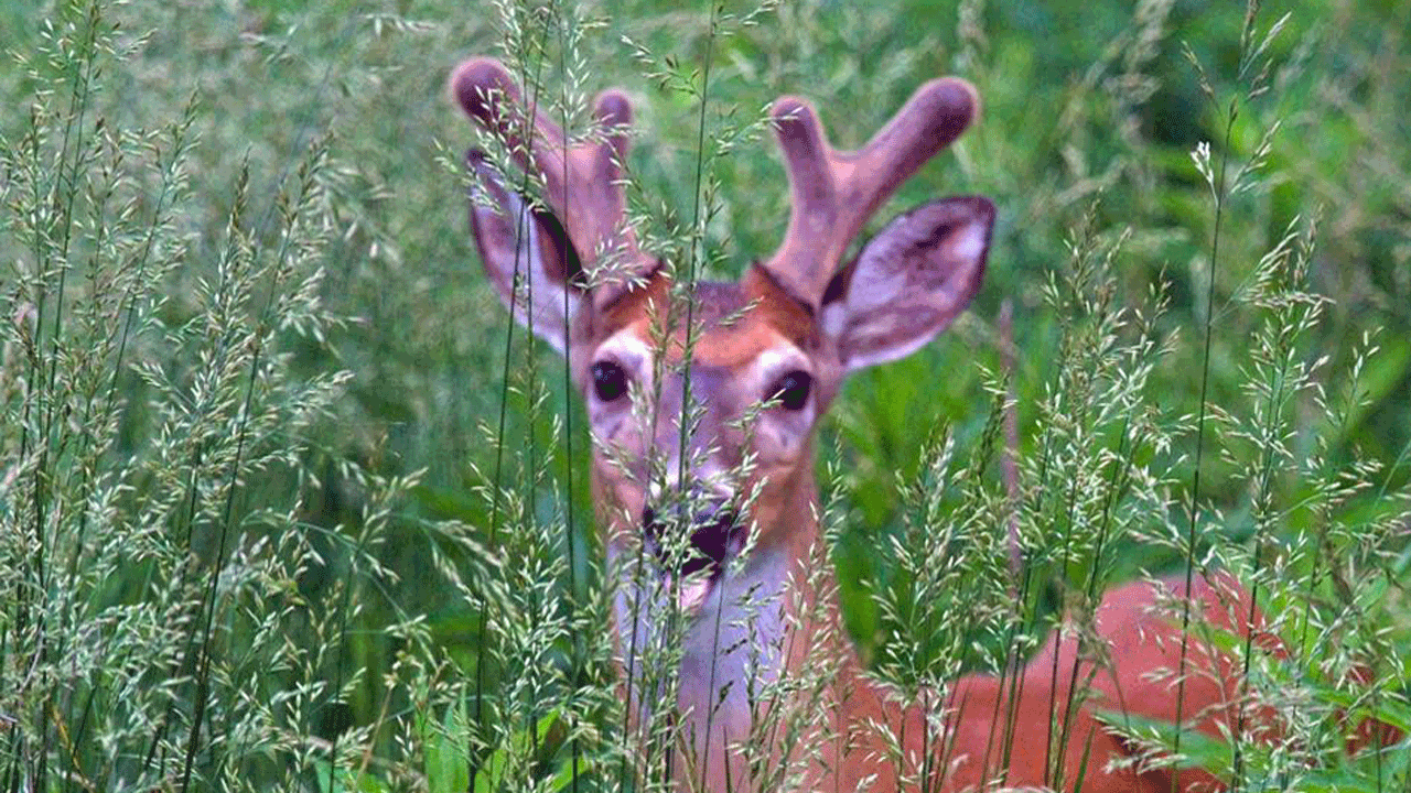 deer management - velvet-buck-standing
