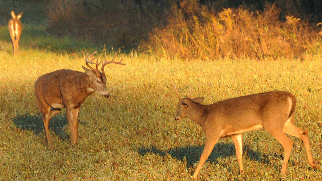 bucks-fighting in field - cwd