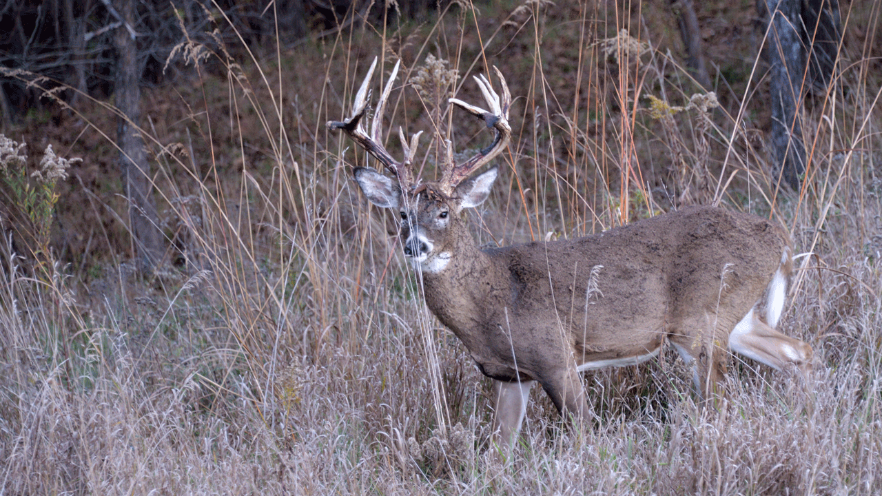 Skeptics remain vocal even as chronic wasting disease spreads and worsens in white-tailed deer around the country.