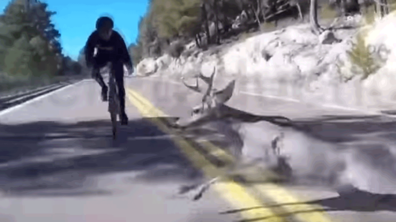 bike-deer-crash