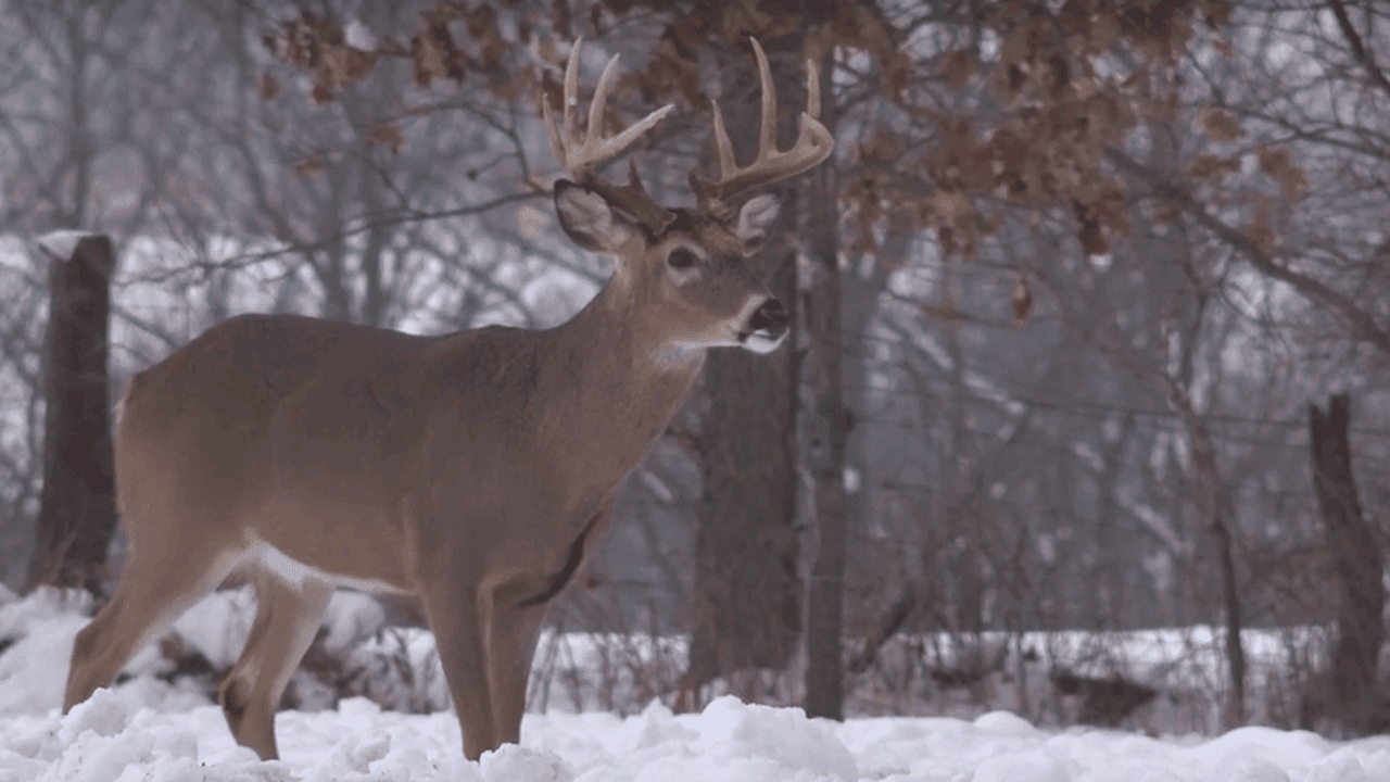 buck-in-snow-rector