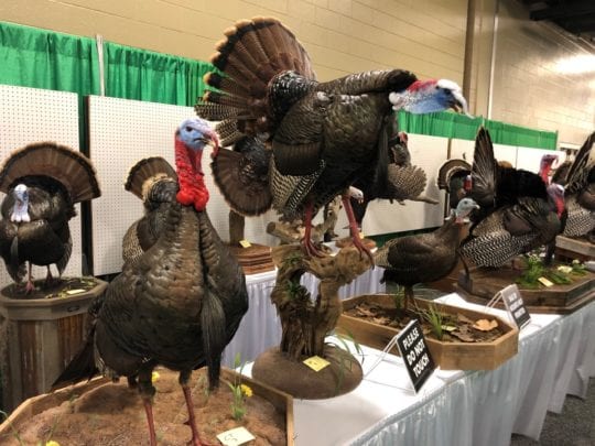 taxidermy (Custom)