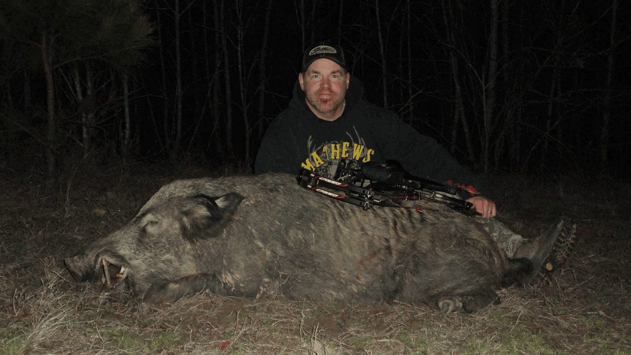 How To Bow Hunt Hogs At Night
