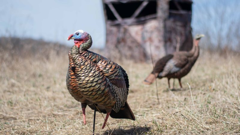 Bowhunting Turkeys: 5 Tips To Help You Be More Successful