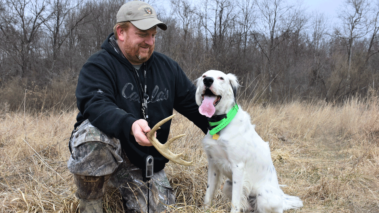 Shed-Dog-1---English-Setter