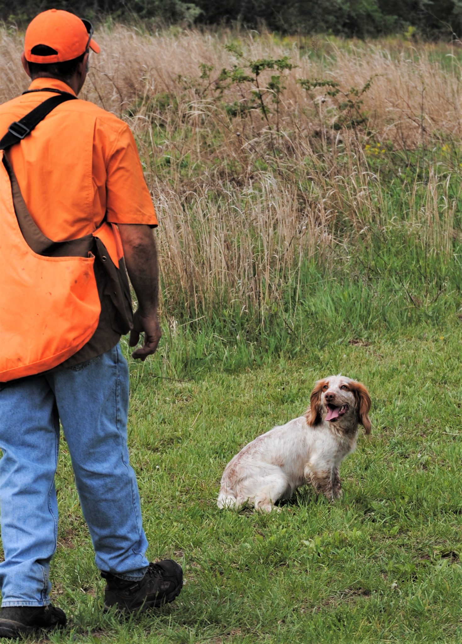 Shed Dog 2 - Springer Spaniel