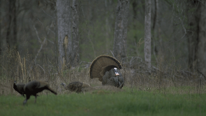 big-tom-fanning-for-hens-2
