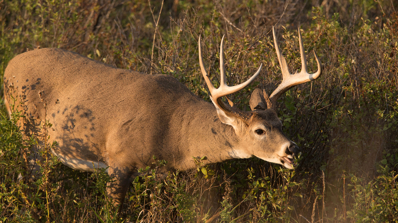 buck-standing-in-field