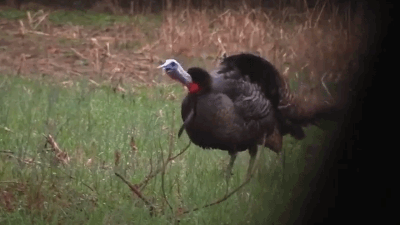 turkey-gobbling