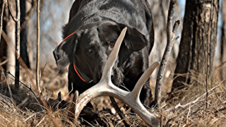 ShedAntlerDogs,RookieWhitetail-feature