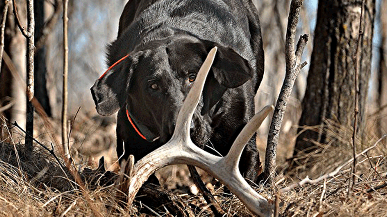how to turn your dog into a shed dog -RookieWhitetail-feature