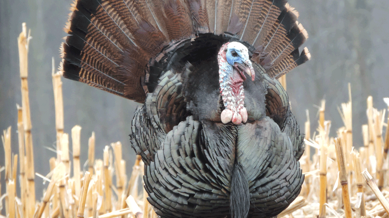 how to kill a turkey with a bow - Strutting-Gobbler