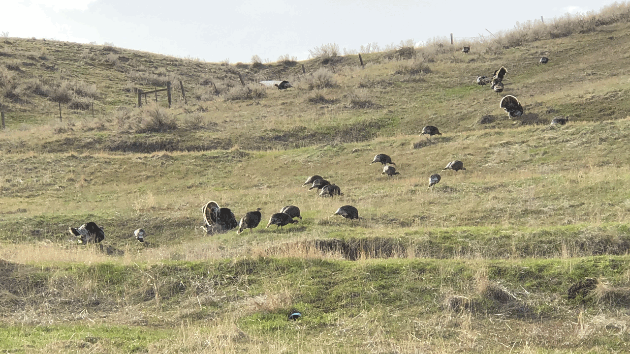 turkeys-on-hill