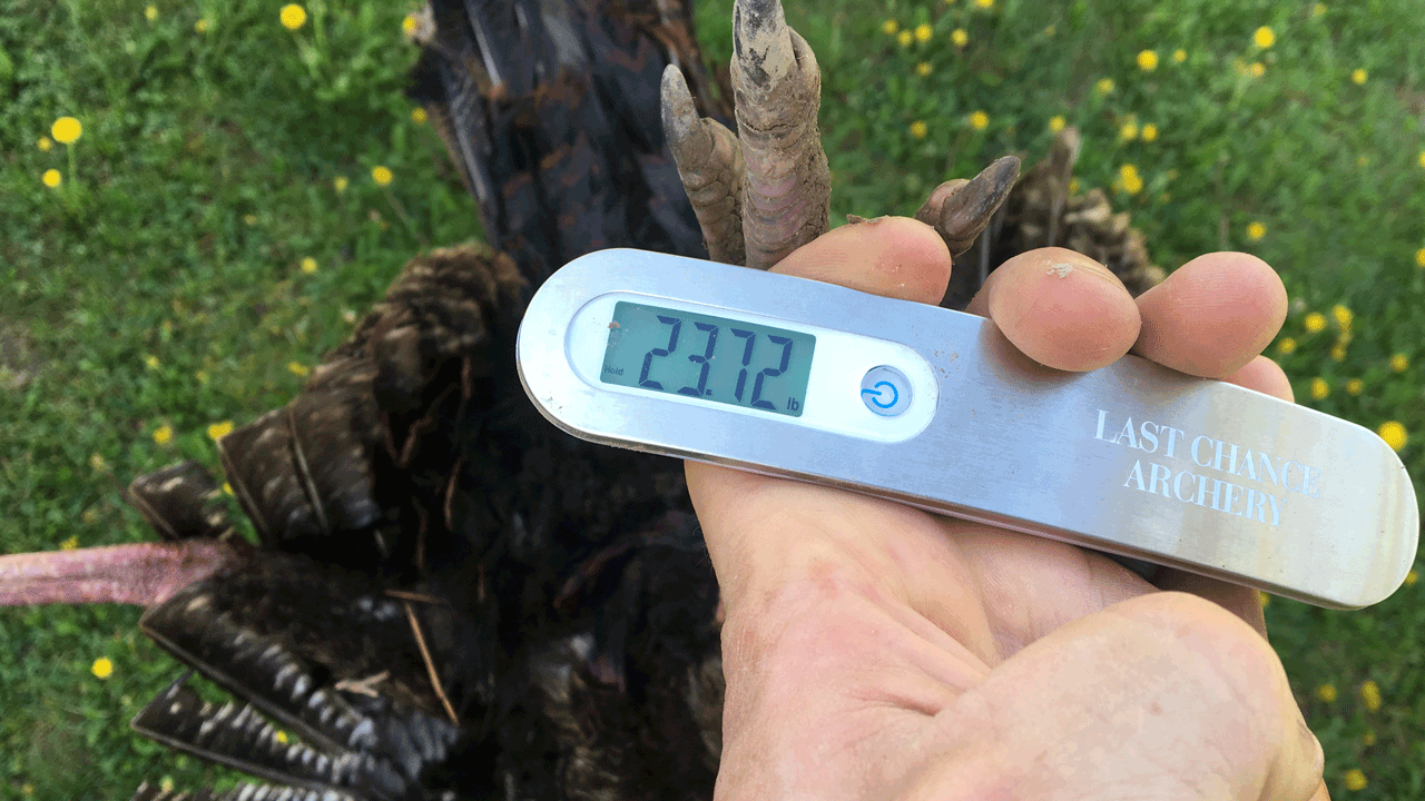 how to kill a late season turkey - Turkey-On-Scale