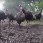 turkeys-reverse-angle