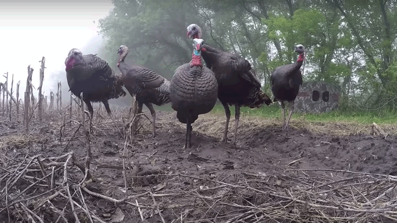 kansas turkey hunting - turkeys-reverse-angle