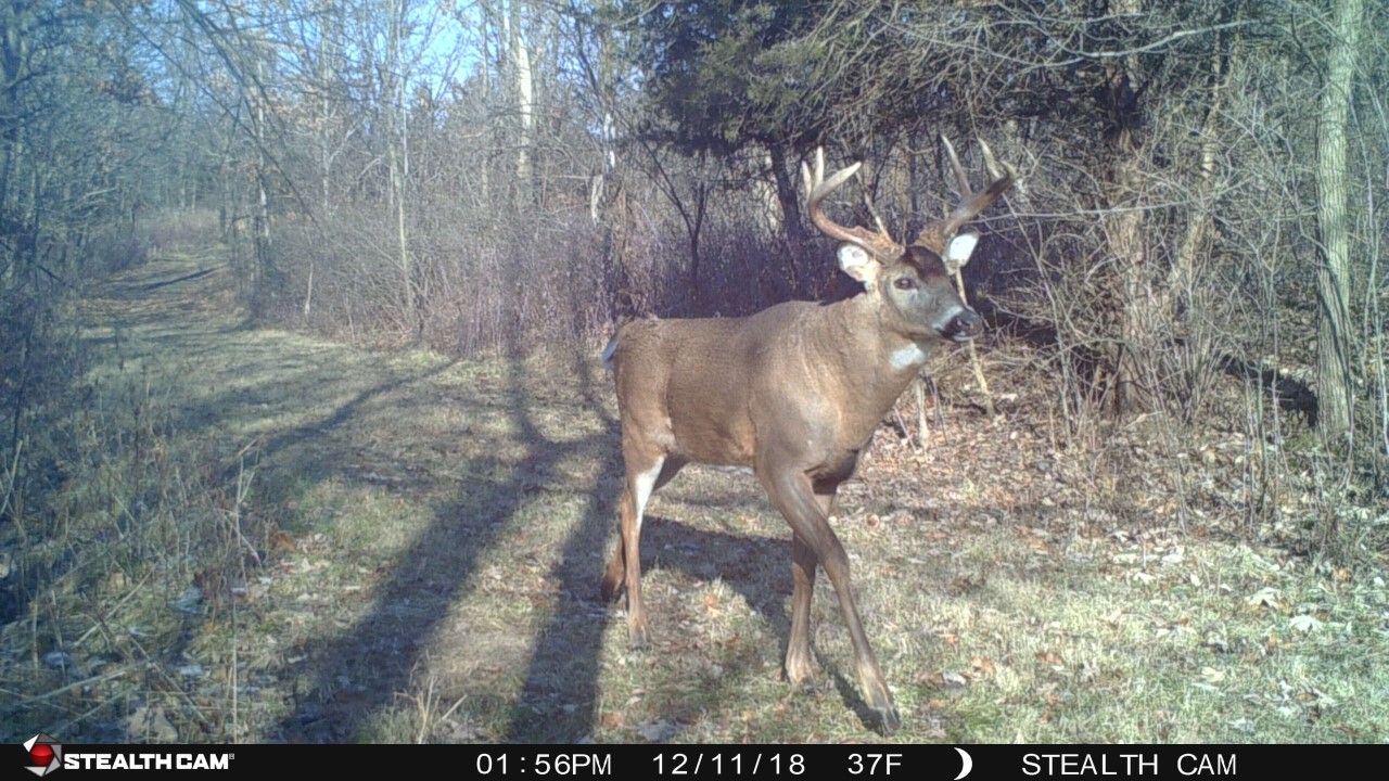 best spots to hang a trail camera - mass buck stealth Cam