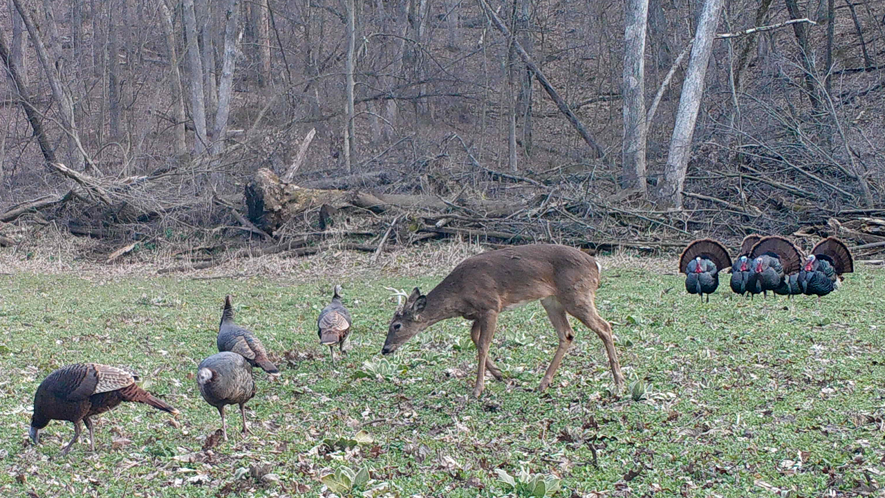 1,Turkey,Deer-StealthCamPhoto