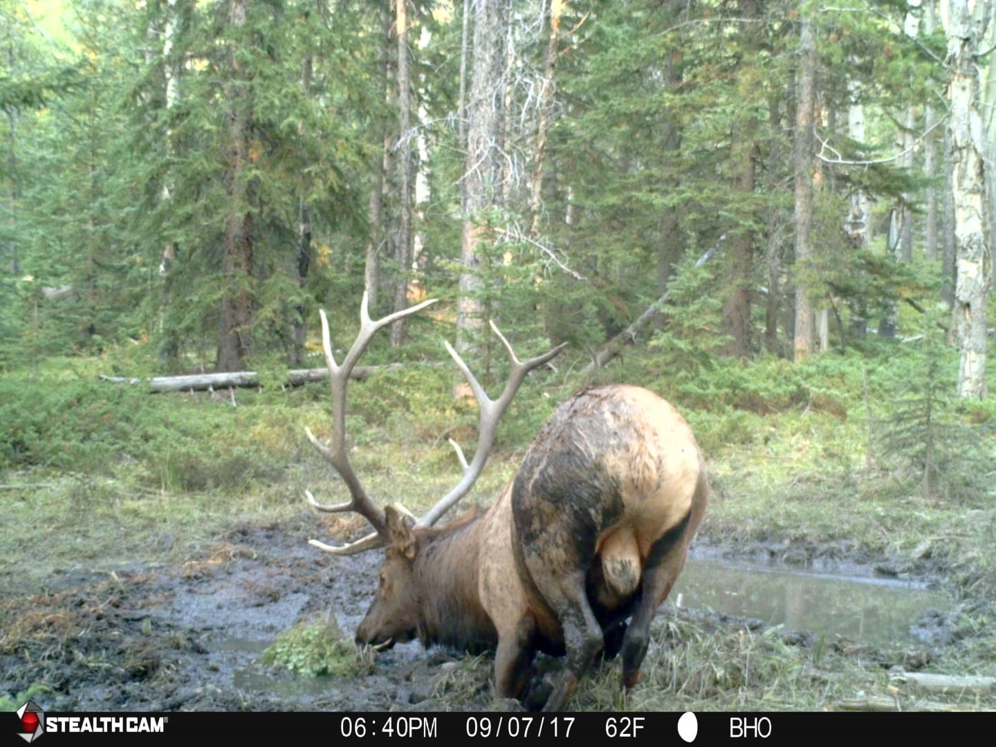 how to hunt an elk wallow -  big bull at wallow