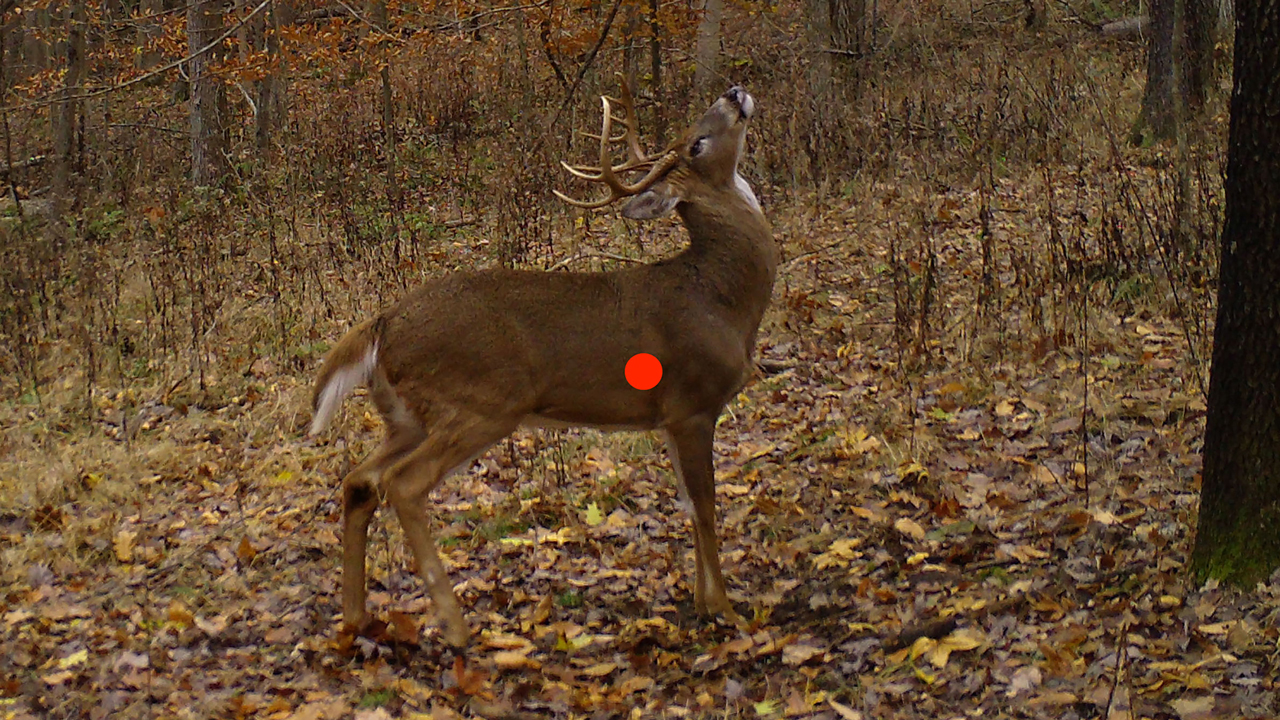 shot placement for deer - broadside-Edit