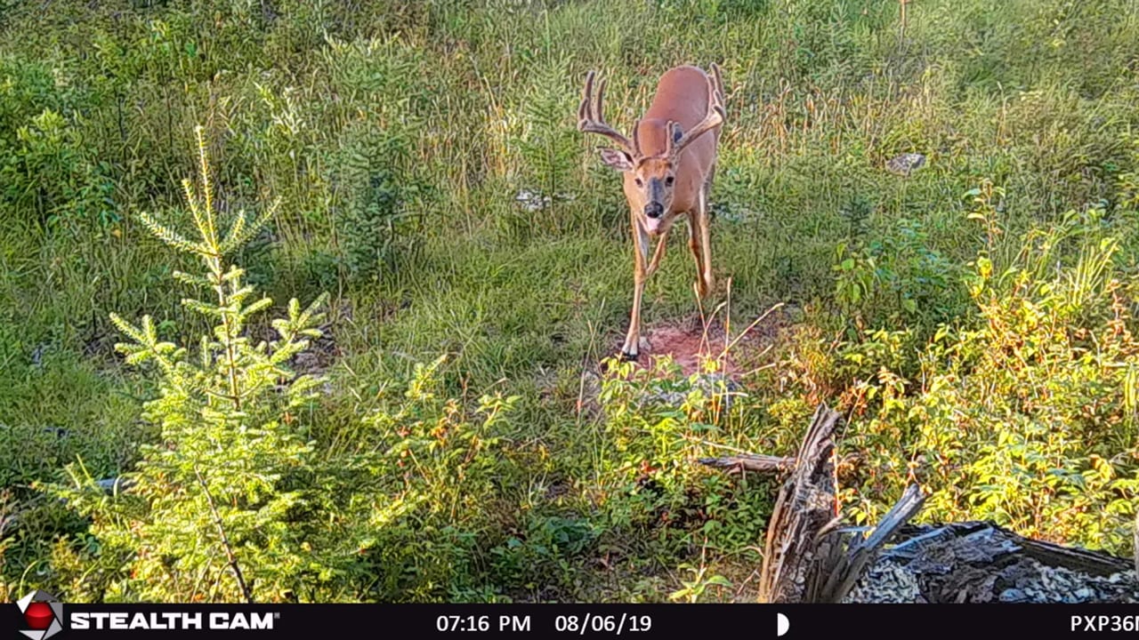 buck-at-mineral-lick