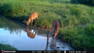 bucks-at-water-hole