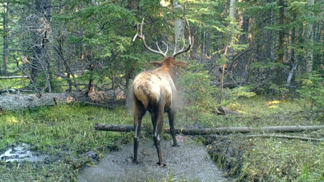 bull-at-elk-wallow