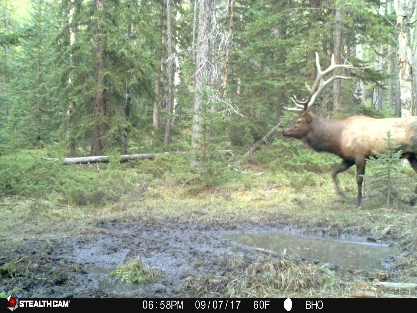 how to hunt an elk wallow - bull walking at wallow