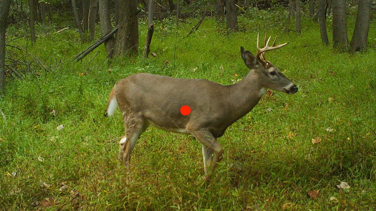 shot placement for deer - q-2-(1-of-1)-Edit
