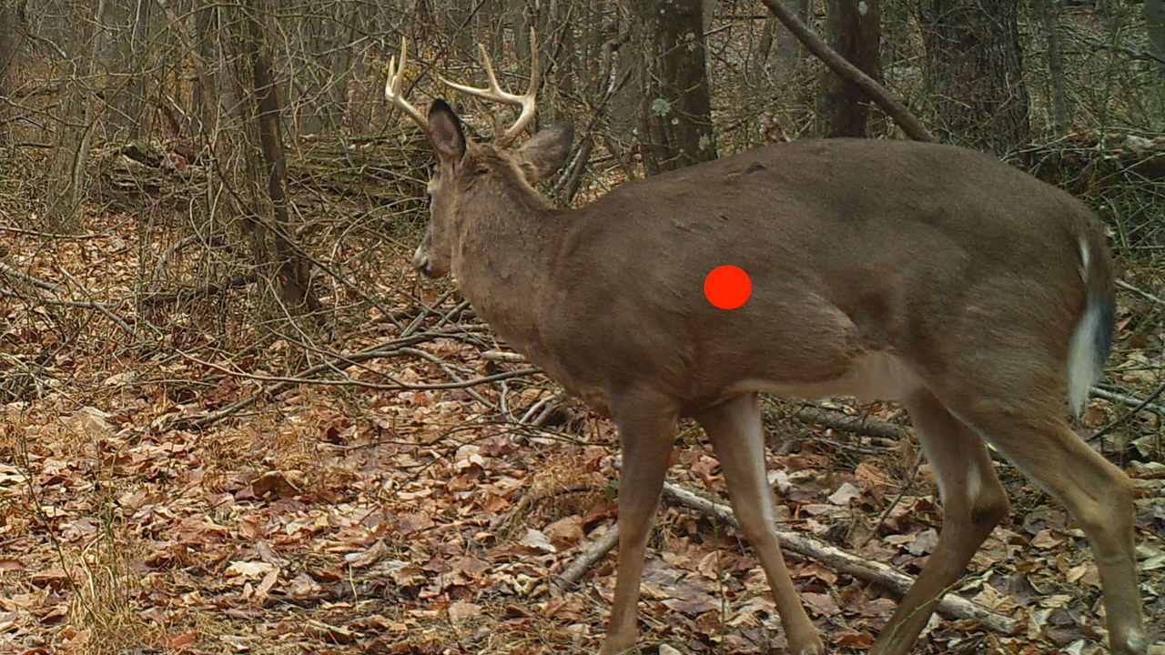 shot placement for deer - quartering-away--(1-of-1)--Edit