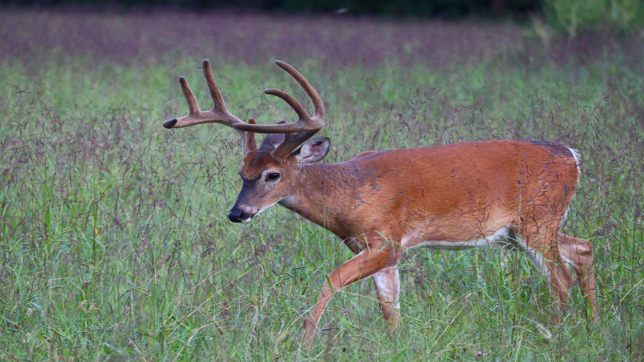hunting meltdowns - velvet buck walking in field
