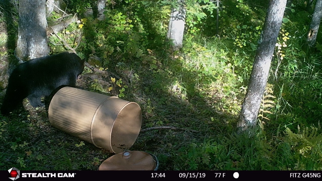bowhunting black bear in minnesota - Fitz Trail Cam Bear