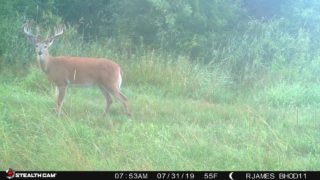 Miller-Summer-Buck