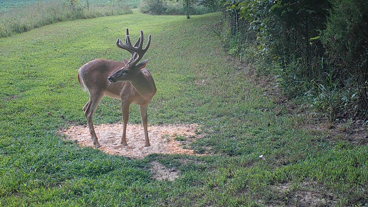 Is baiting deer fair chase? baiting-bucks