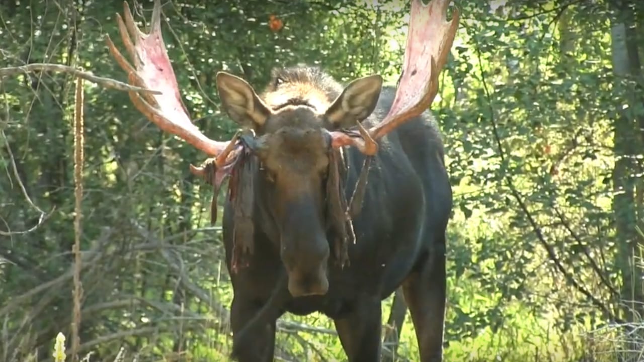 bull moose charges hunter - bull-moose-charge