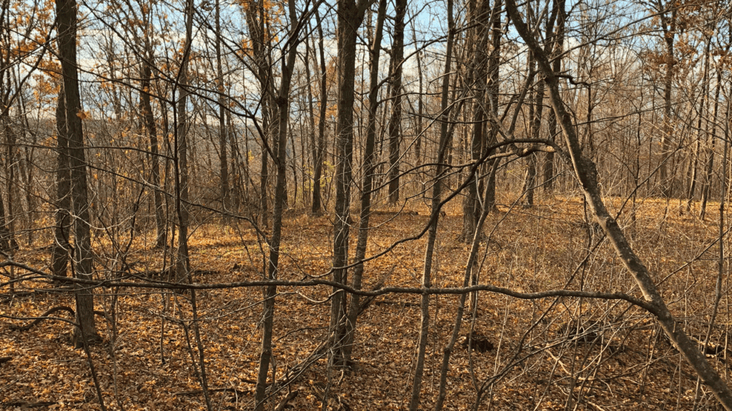 Barometric Pressure Does it Really Impact Deer?
