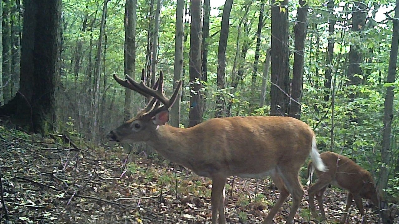 how to find bucks during the october transition - buck in the woods