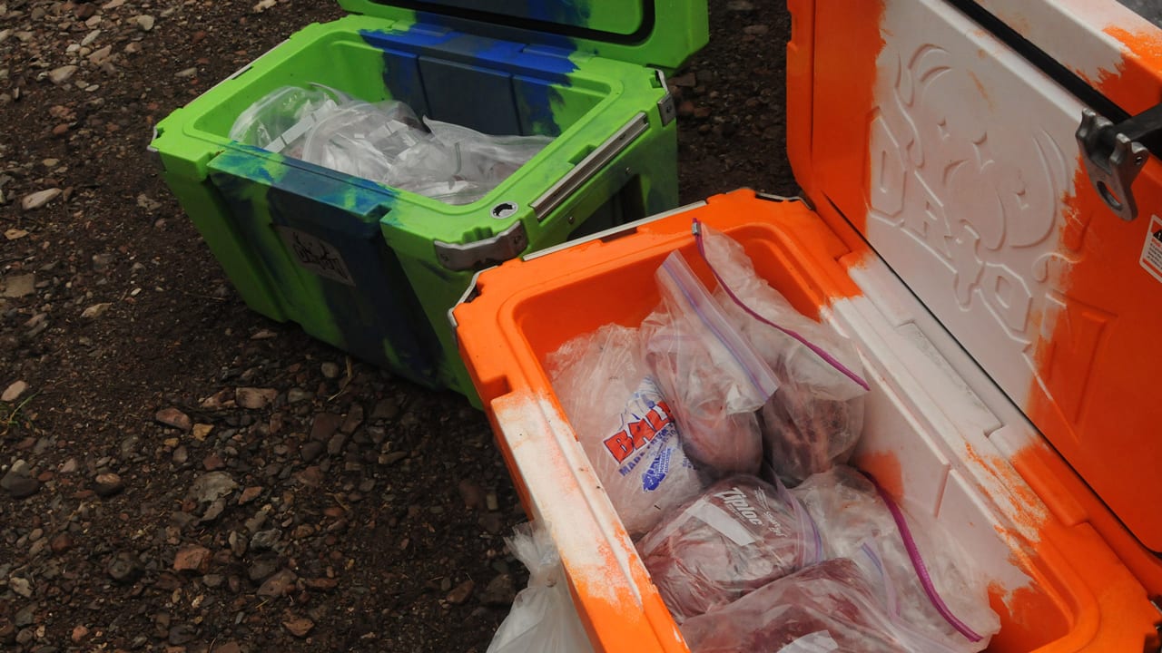 packing out elk - meat in cooler