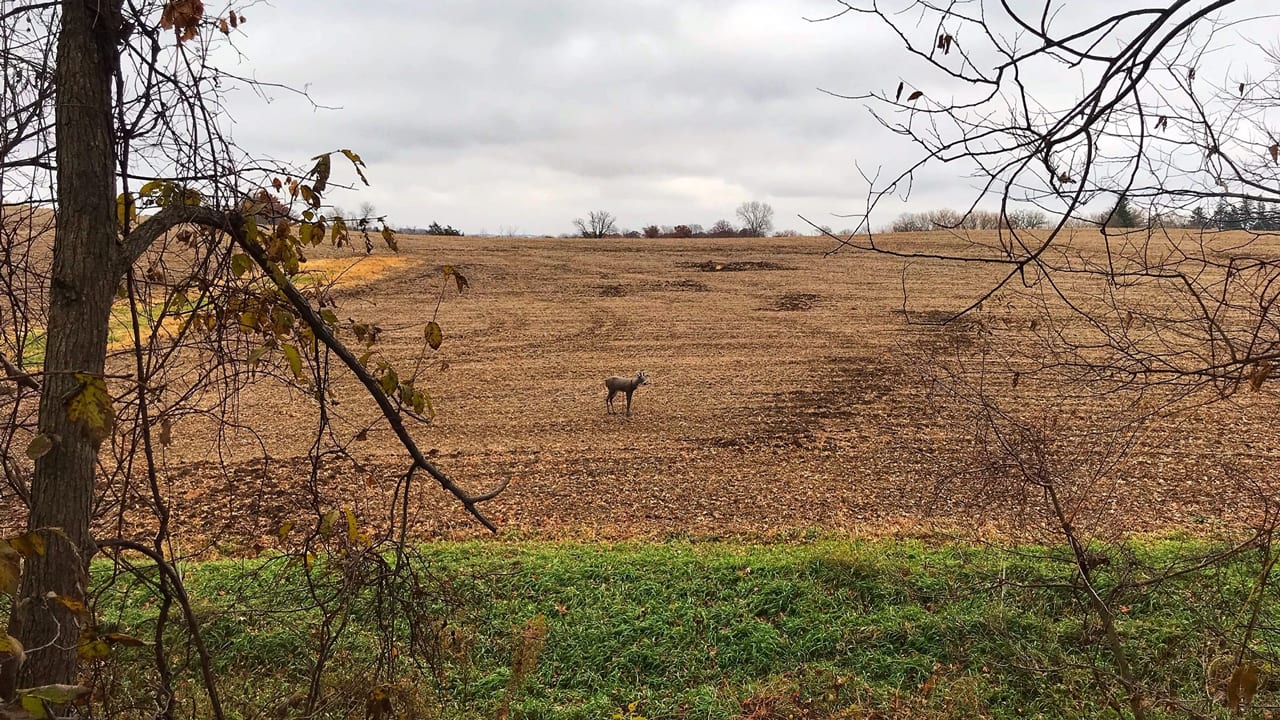 field edge with deer