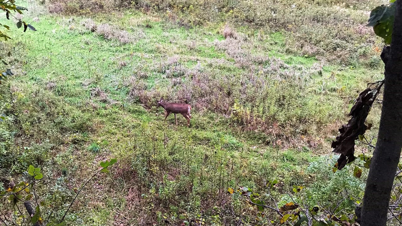 deer funnel landscape