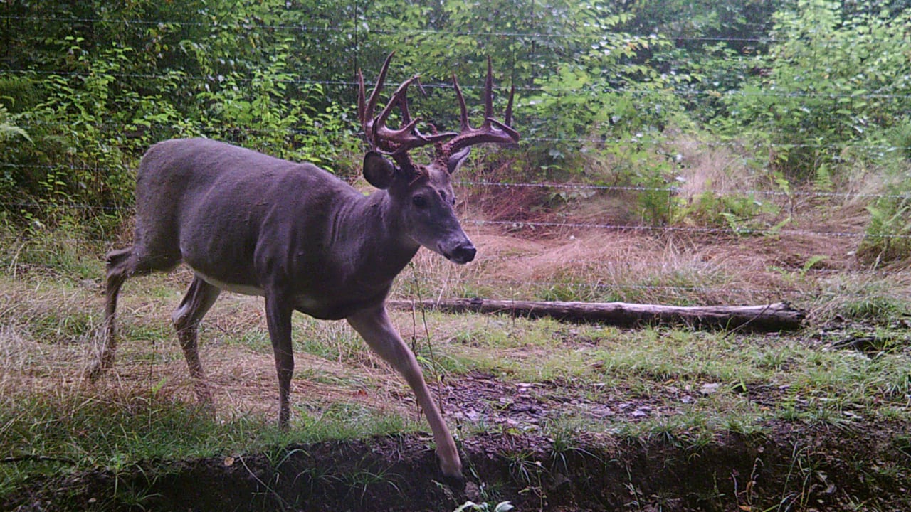 how to find bucks during the october transition - Buck walking