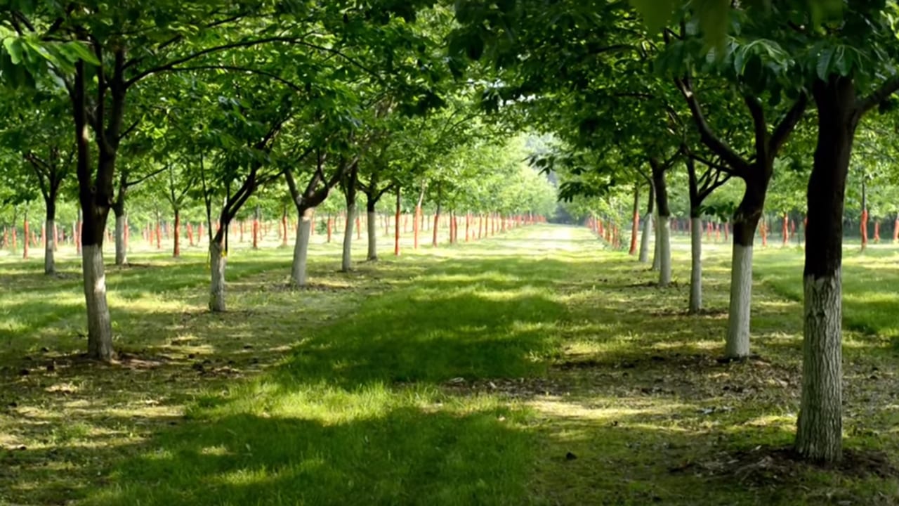 chestnut-grove