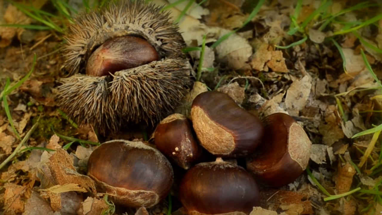 chestnuts-2