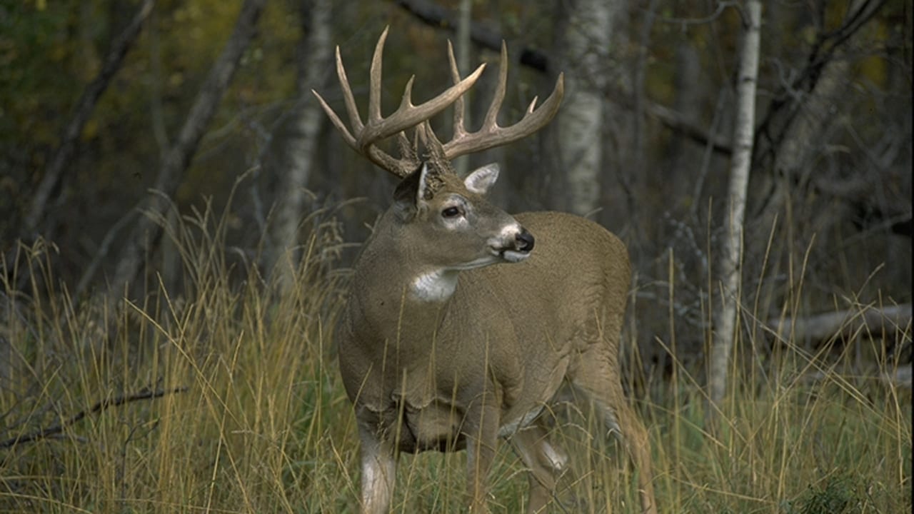 october is better than november to kill a buck mature-buck-looking-left-clsoe-up-grass