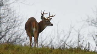 Bucks-in-Rain-2