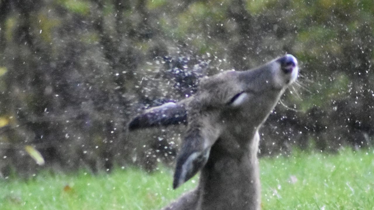 Bucks-in-Rain-3