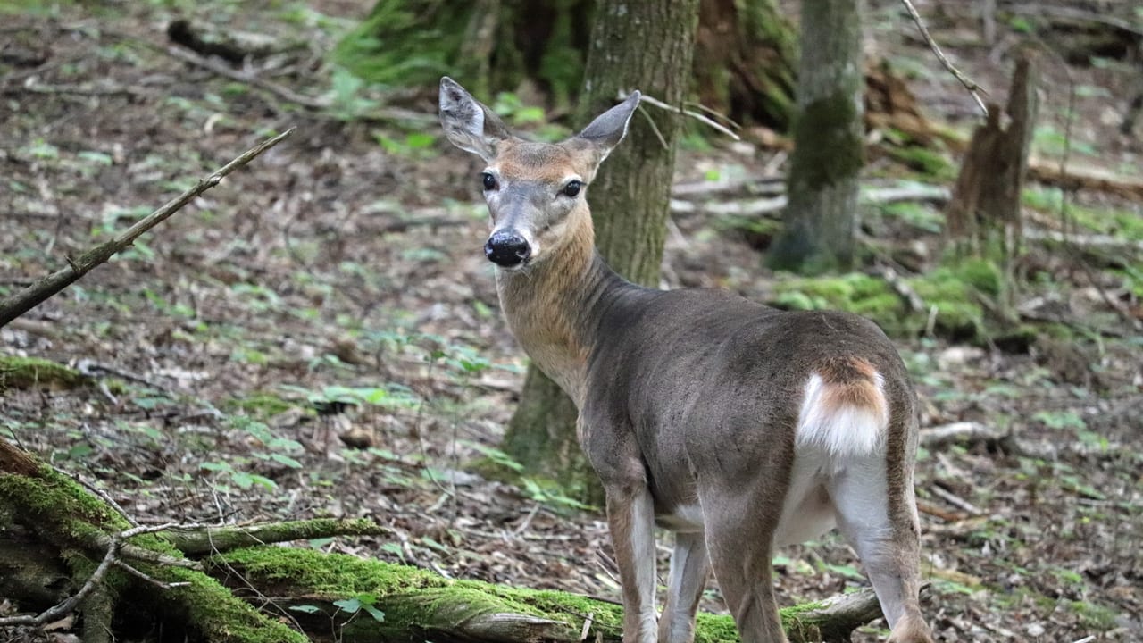 Tactics for Tagging a Buck in December - doe looking