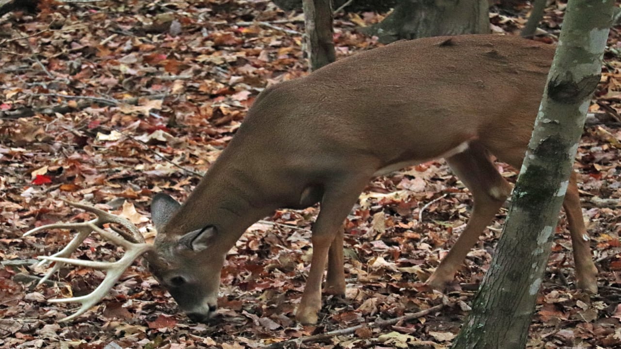 Tactics for Tagging a Buck in December - buck feeding
